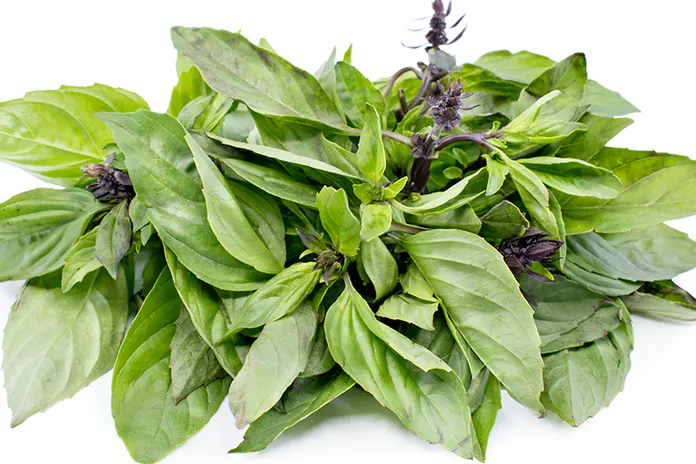 Health Benefits of Thai Basil